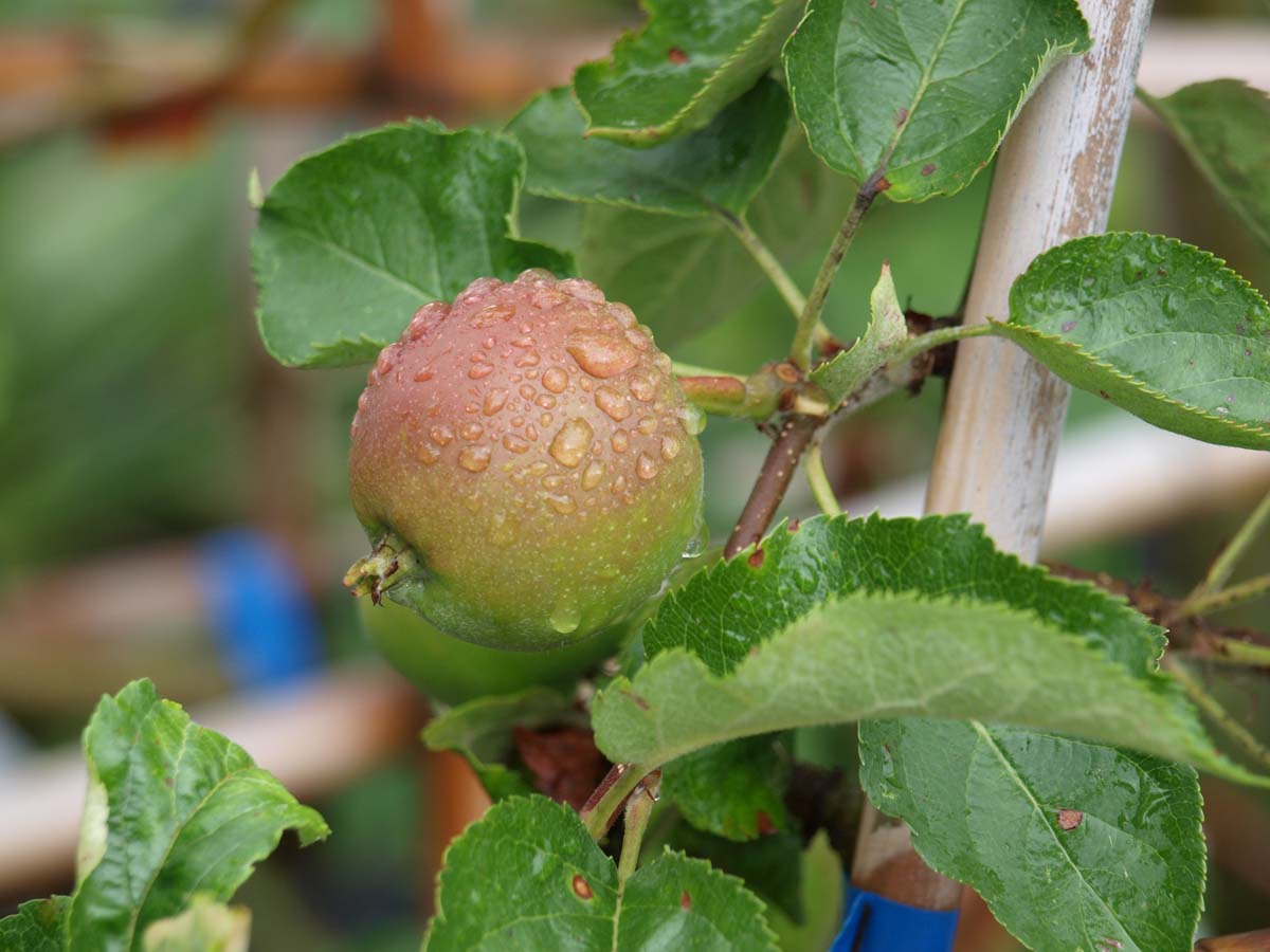 Malus domestica 'Jonagold' solitair