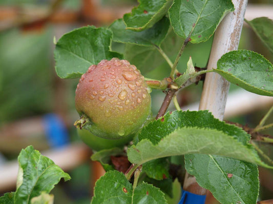 Malus domestica 'Jonagold' meerstammig / struik
