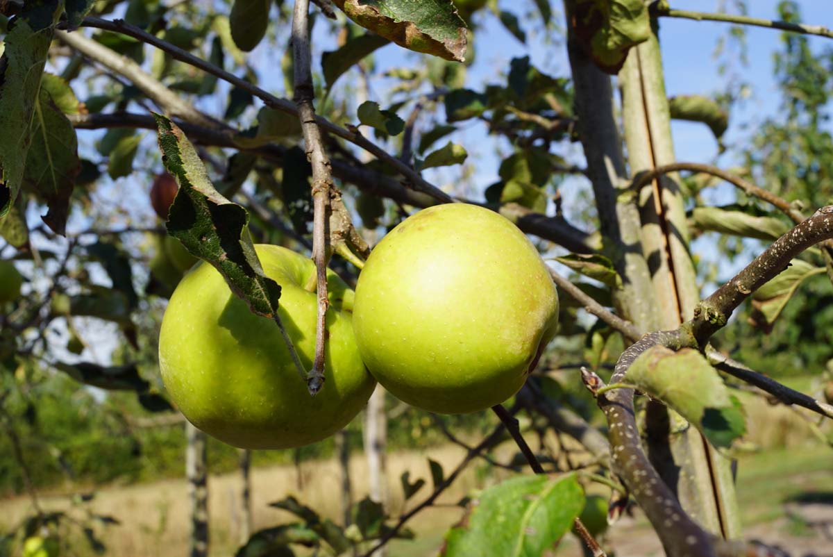 Malus domestica 'Jonagold' meerstammig / struik
