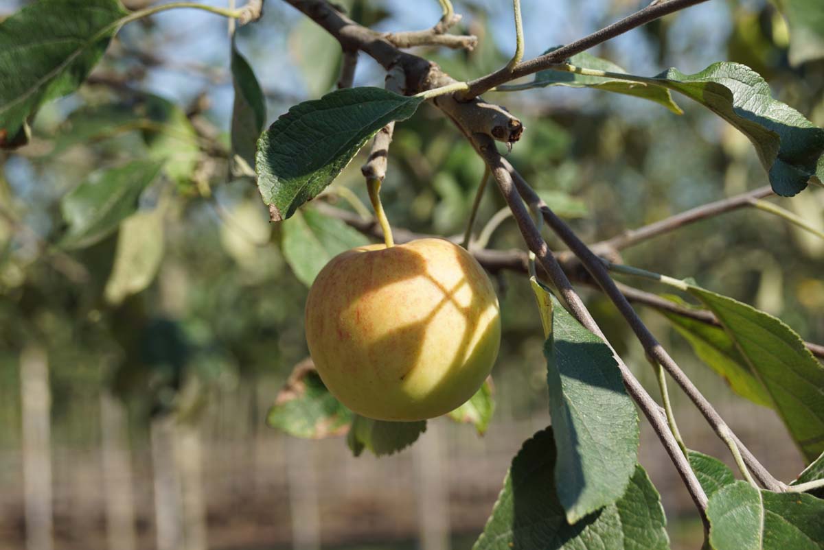 Malus domestica 'Jonagold' solitair