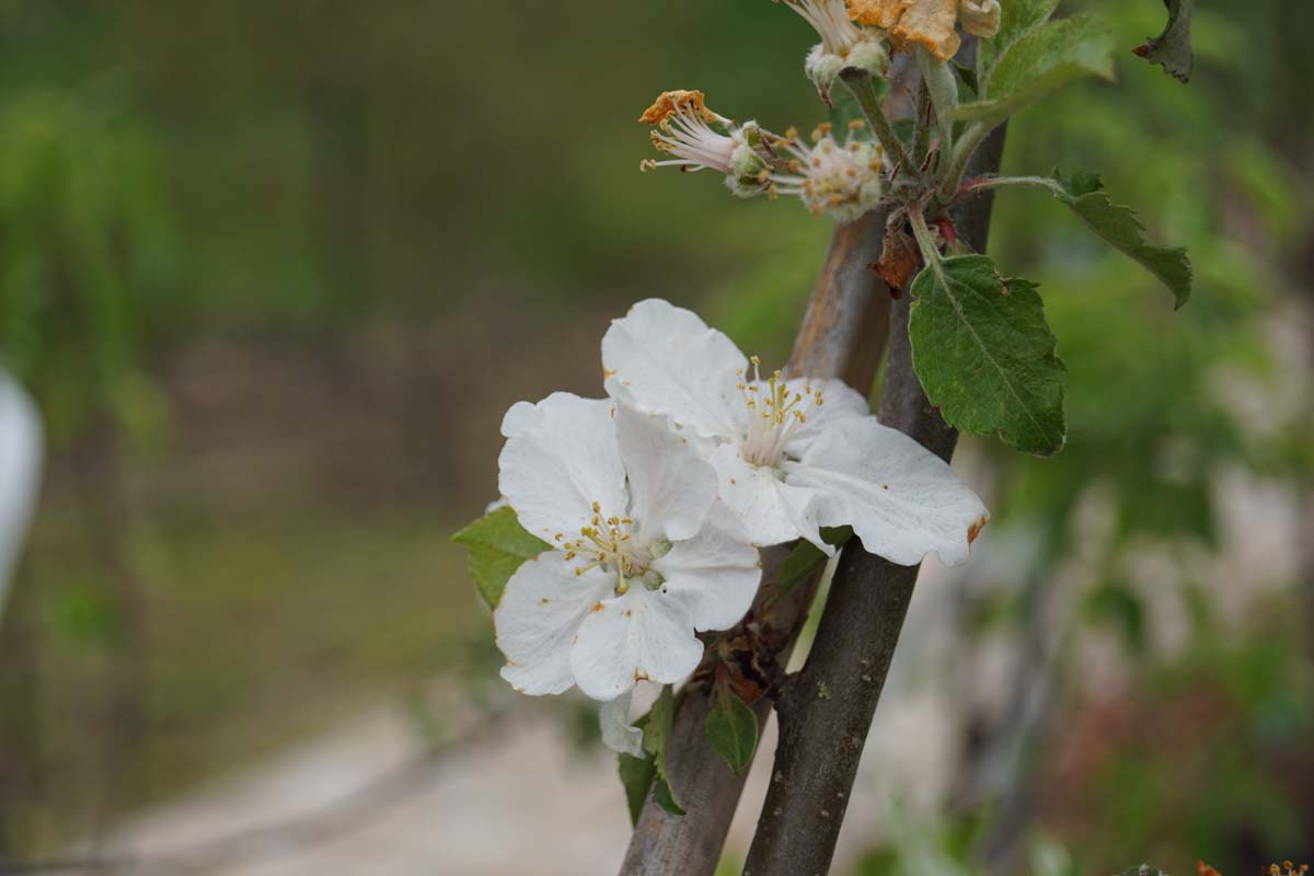 Malus domestica 'Rode Boskoop' leiboom