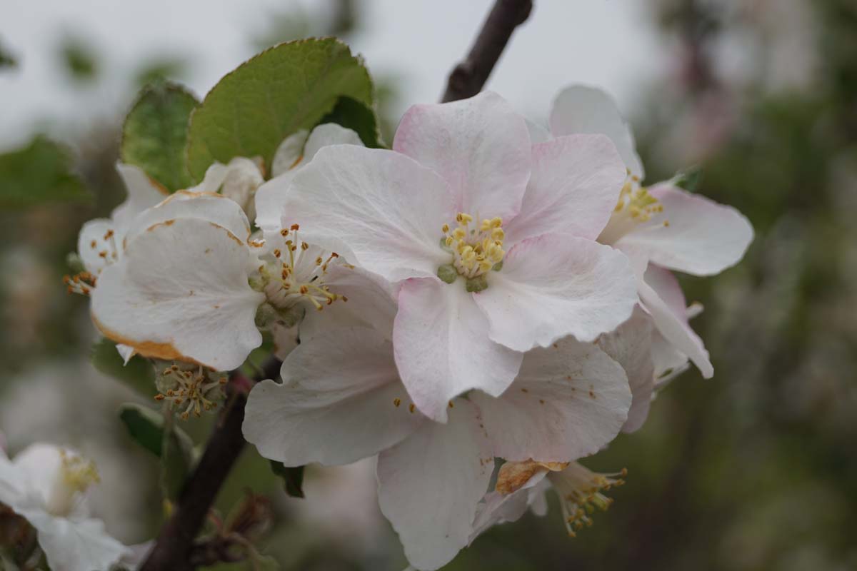 Malus domestica 'Rode Boskoop' meerstammig / struik