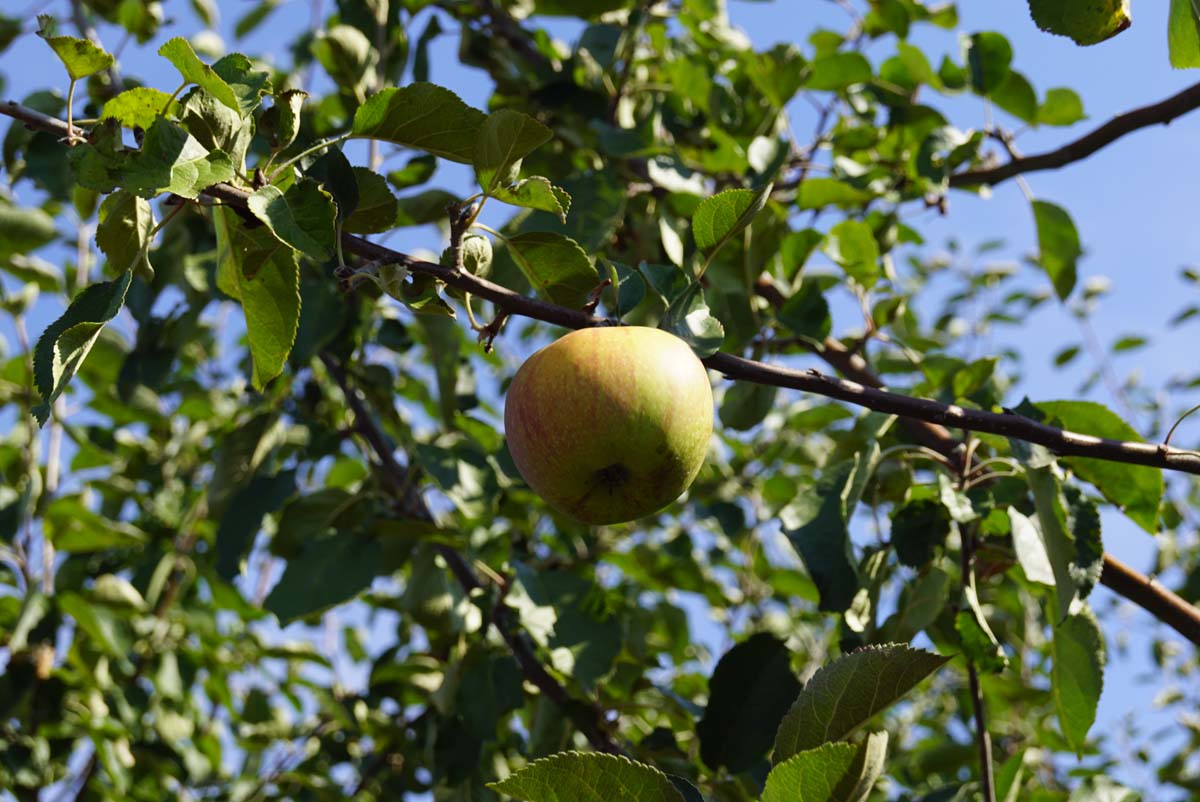 Malus domestica 'Rode Boskoop' meerstammig / struik