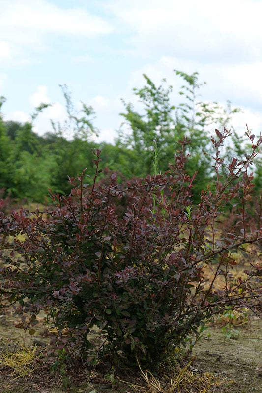 Berberis thunbergii 'Atropurpurea' meerstammig / struik struik