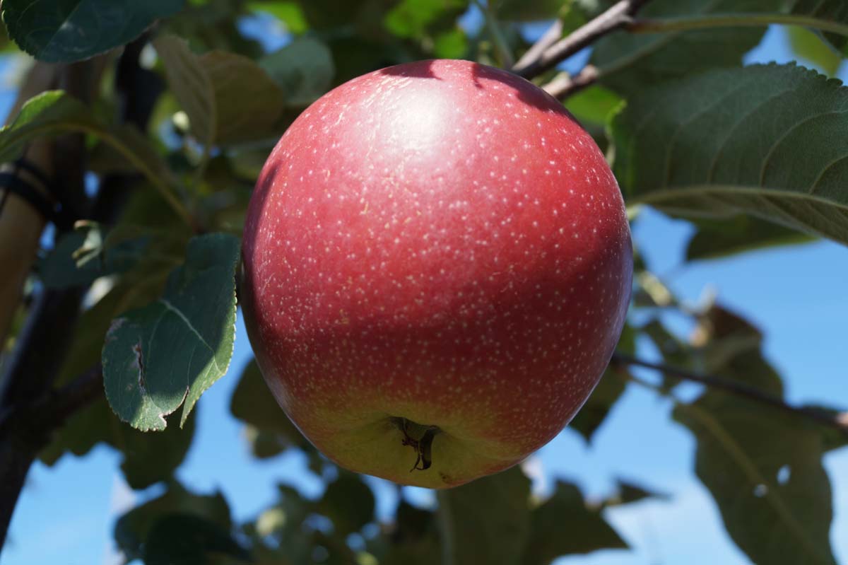 Malus domestica 'Summerred' op stam