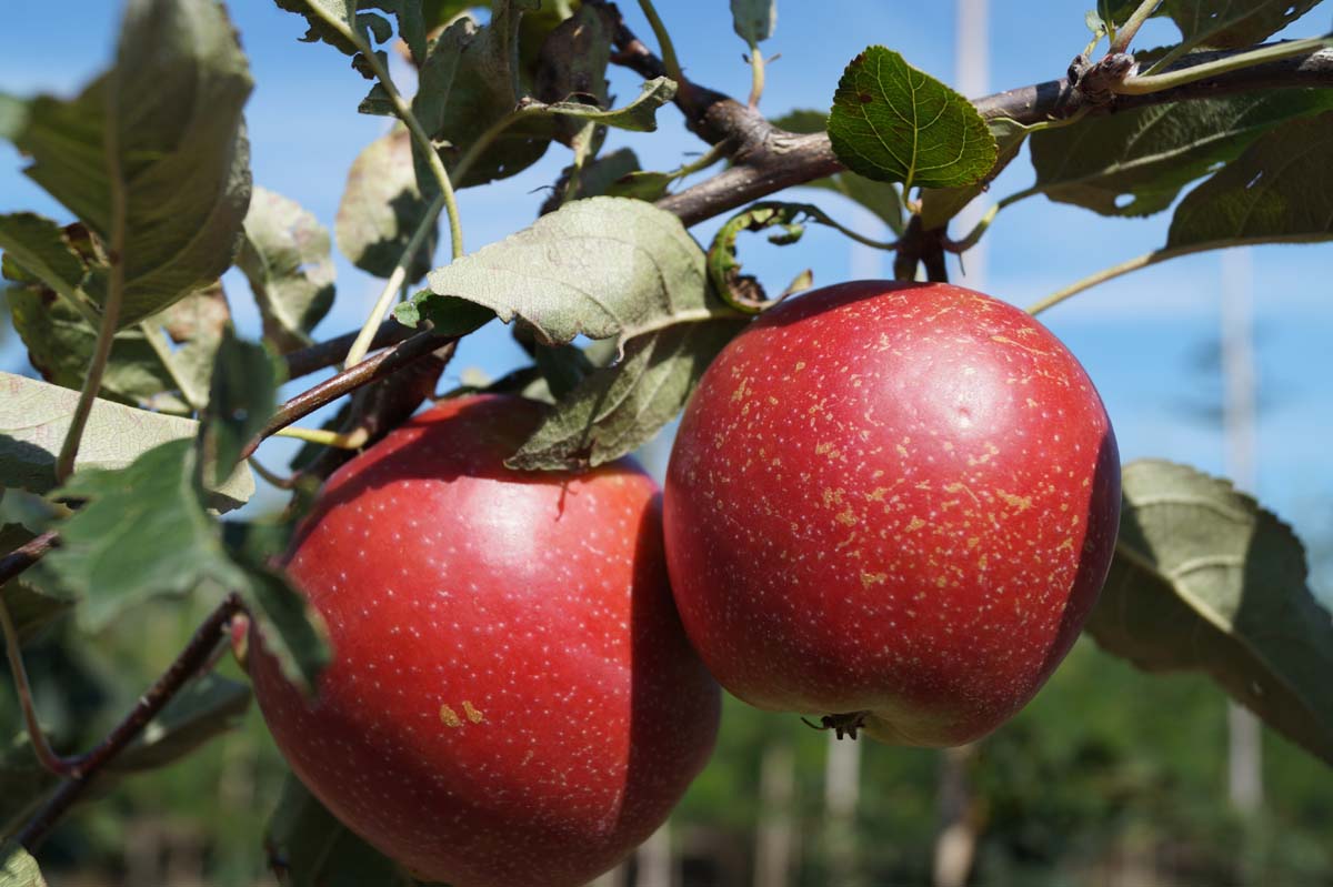 Malus domestica 'Summerred' op stam