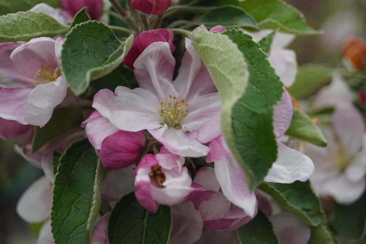 Malus domestica 'Telamon' op stam