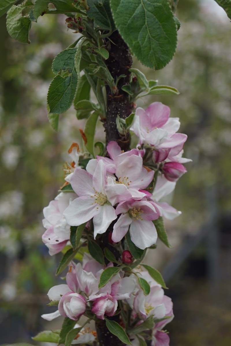 Malus domestica 'Telamon' op stam
