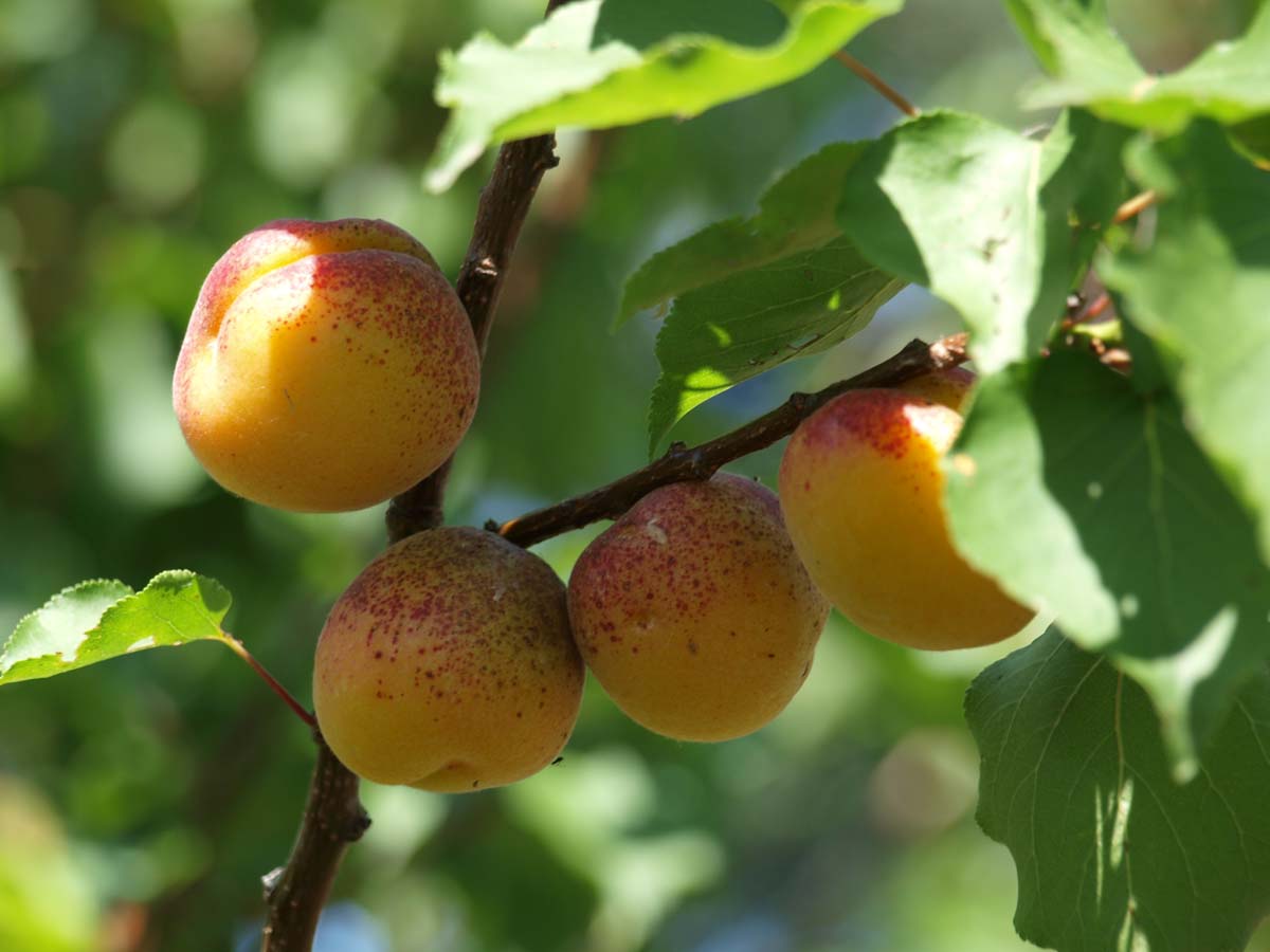 Prunus armeniaca 'Hongaarse' meerstammig / struik