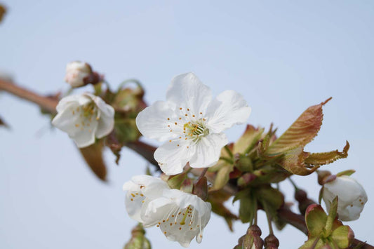 Prunus avium 'Kordia' meerstammig / struik