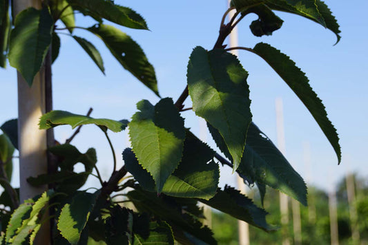 Prunus avium 'Bigarreau Napoléon' Tuinplanten