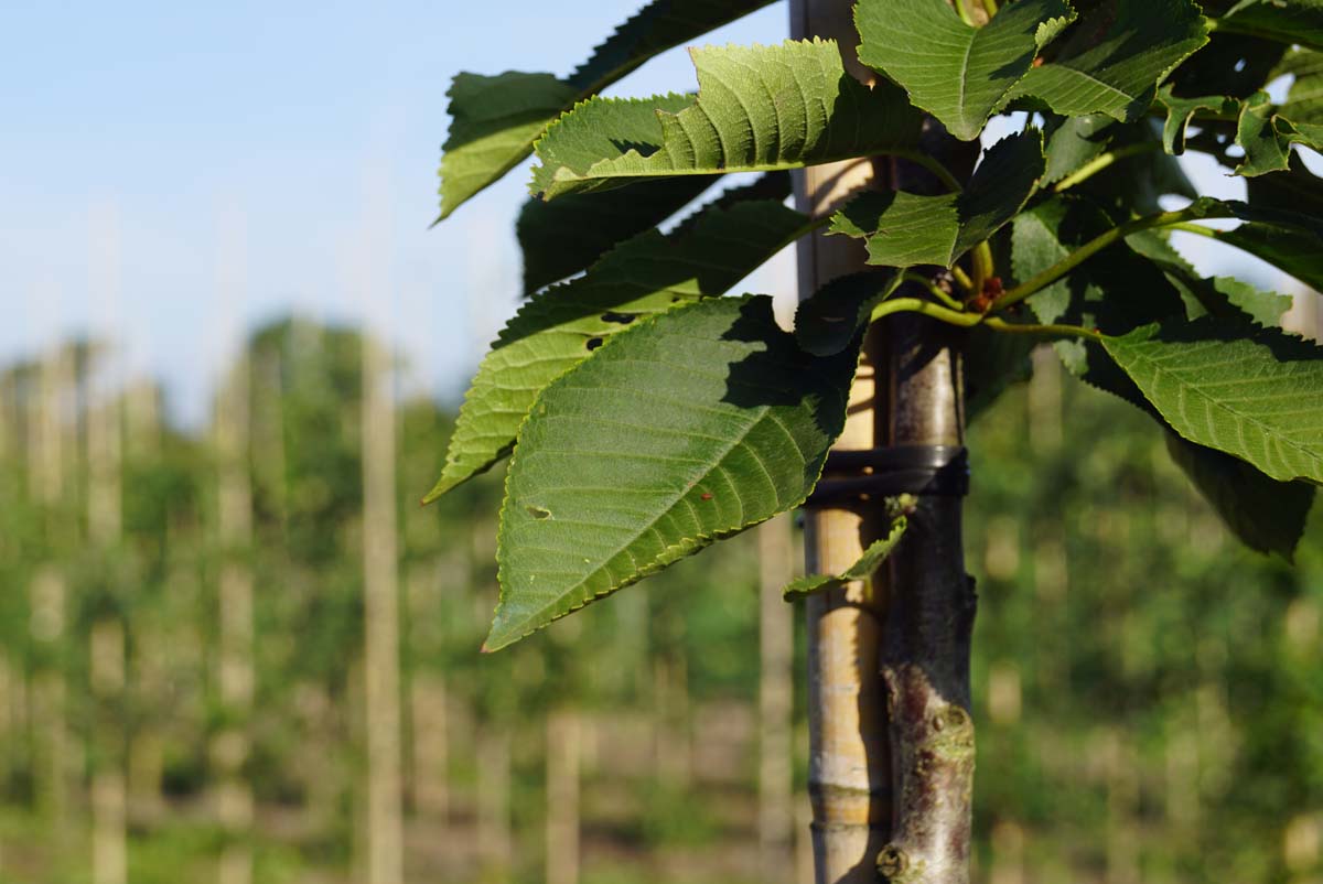 Prunus avium 'Bigarreau Napoléon' Tuinplanten