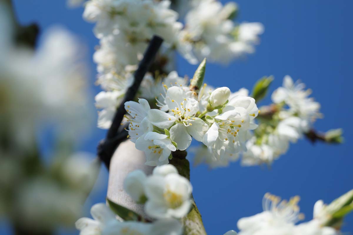 Prunus domestica 'Victoria' op stam