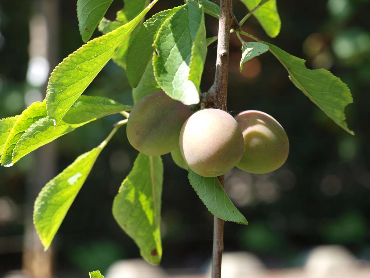 Prunus domestica 'Victoria' op stam