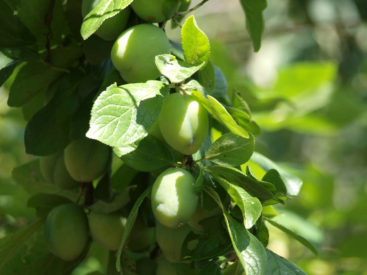 Prunus domestica 'Victoria' op stam
