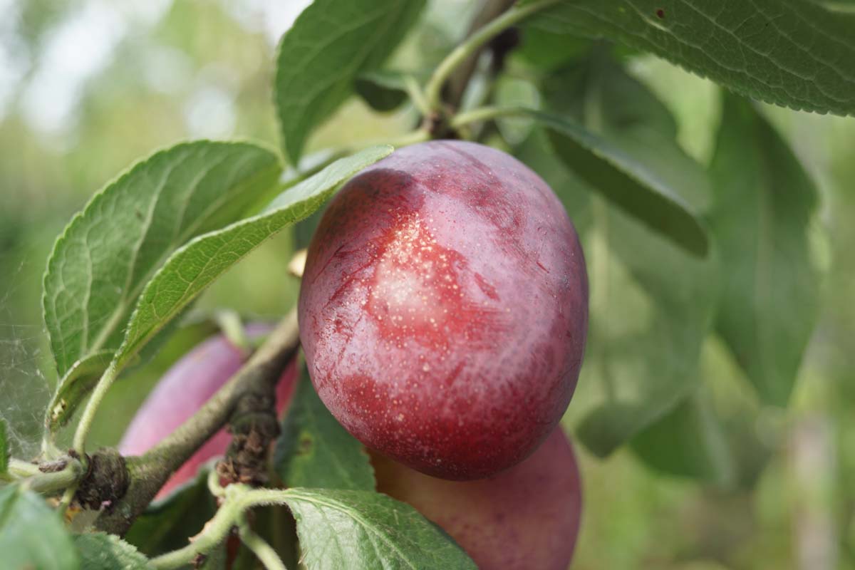 Prunus domestica 'Victoria' op stam
