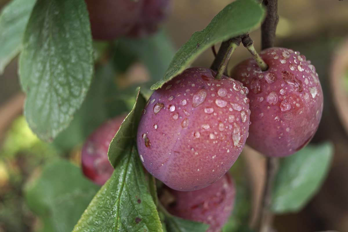 Prunus domestica 'Victoria' op stam