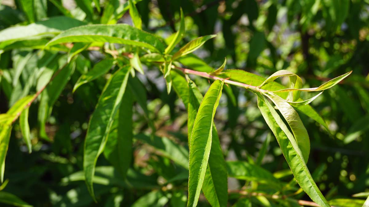 Prunus persica 'Champion' Tuinplanten blad