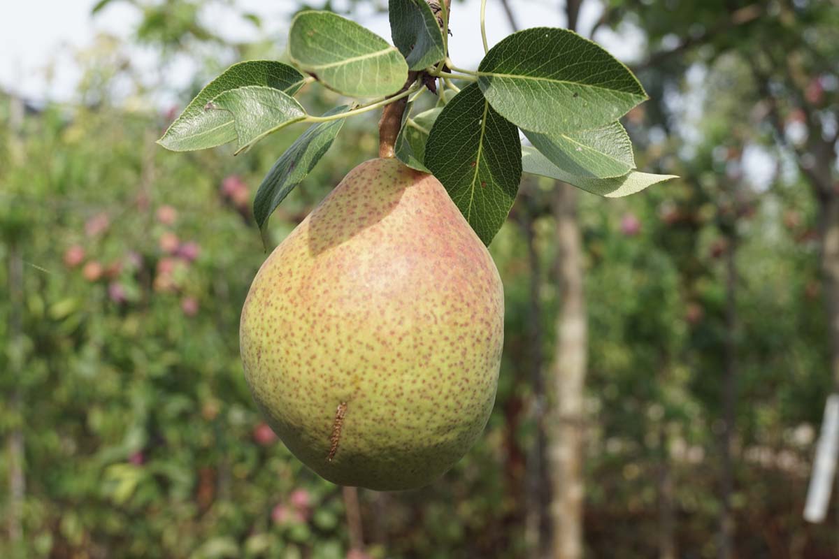 Pyrus communis 'Clapp's Favourite' meerstammig / struik peer