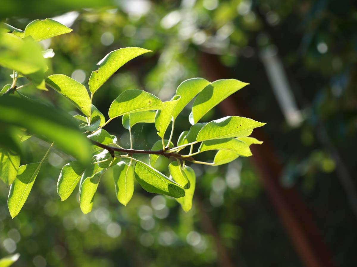 Pyrus communis 'Clapp's Favourite' Tuinplanten blad