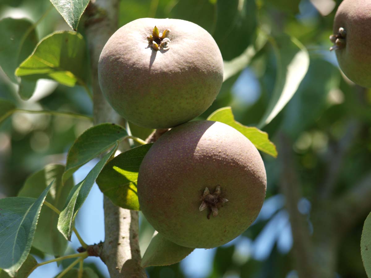 Pyrus communis 'Zoete Brederode' leiboom