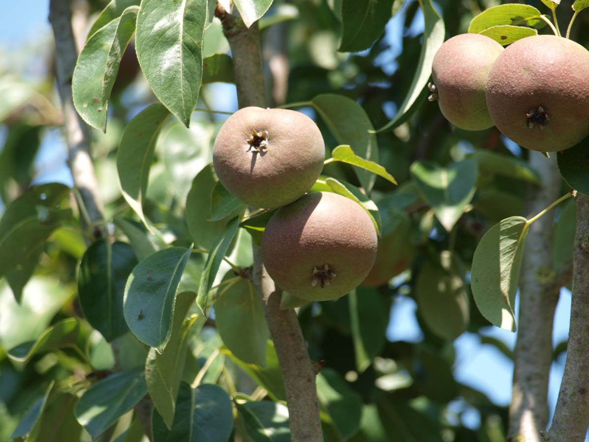 Pyrus communis 'Zoete Brederode' leiboom