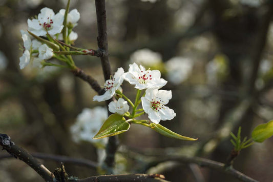 Pyrus pyrifolia op stam