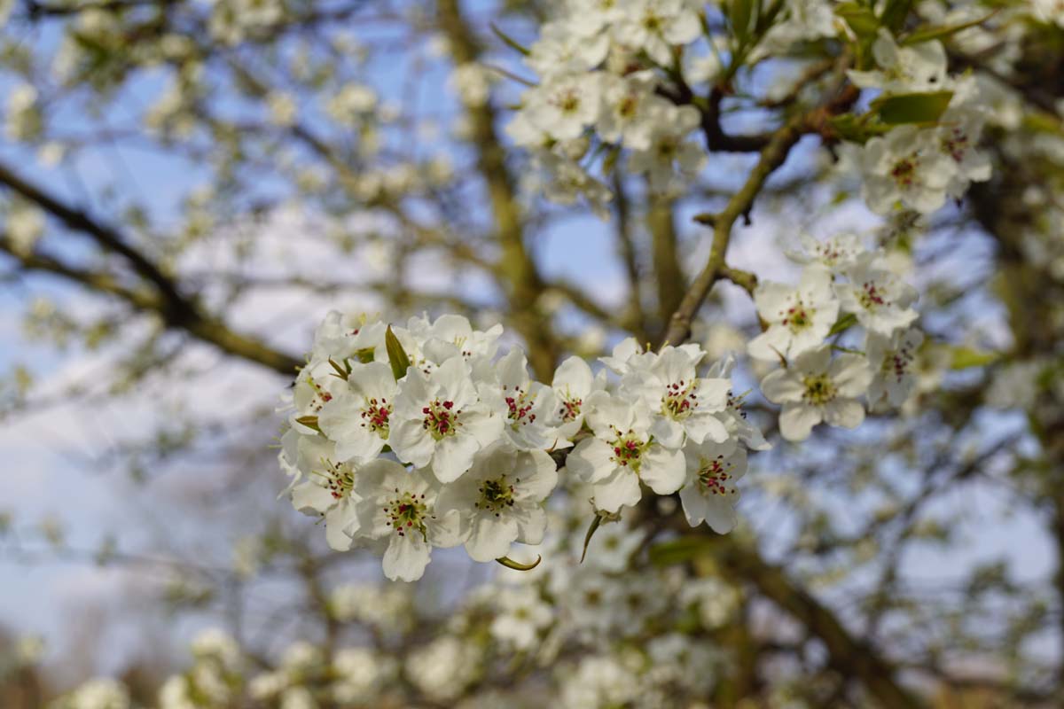 Pyrus pyrifolia op stam