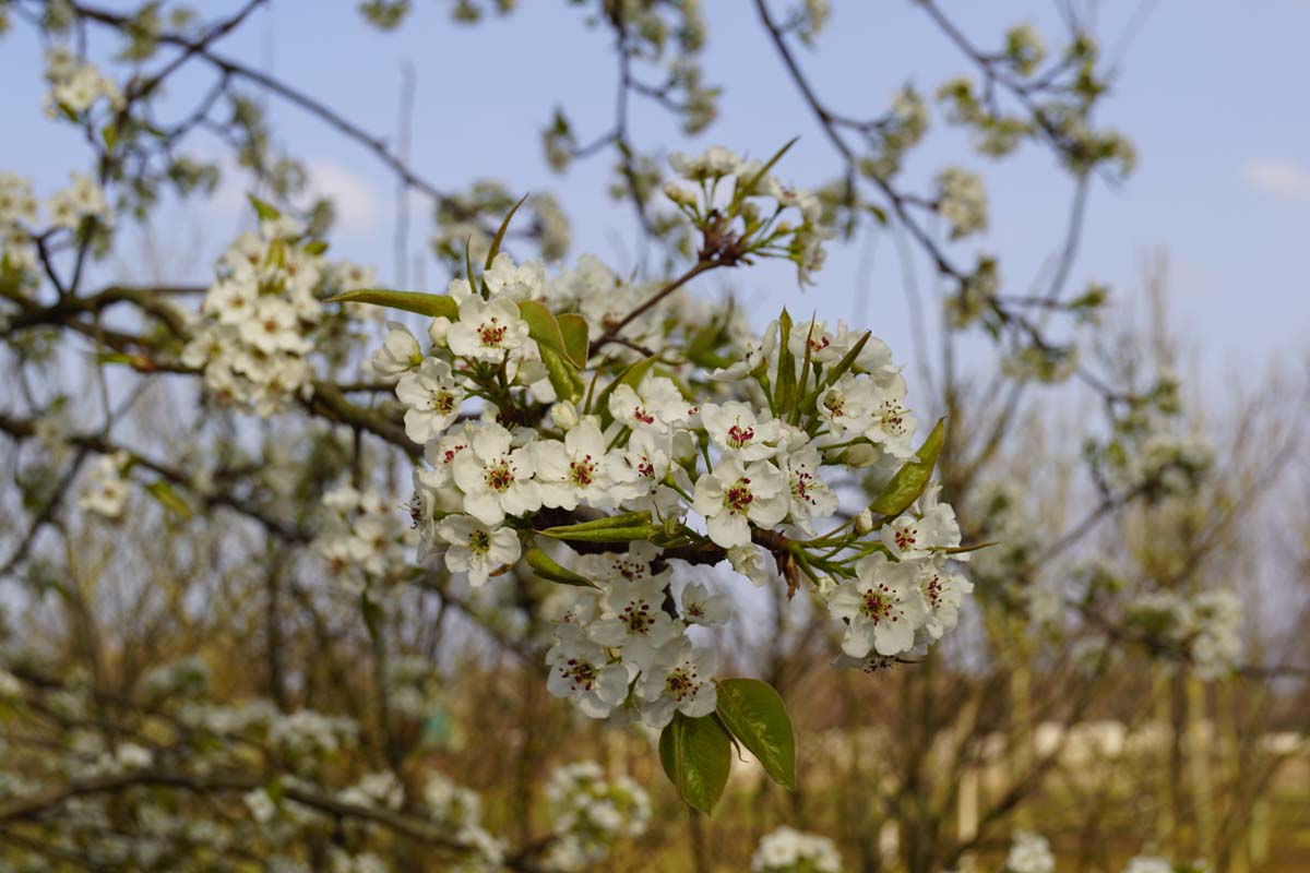 Pyrus pyrifolia op stam
