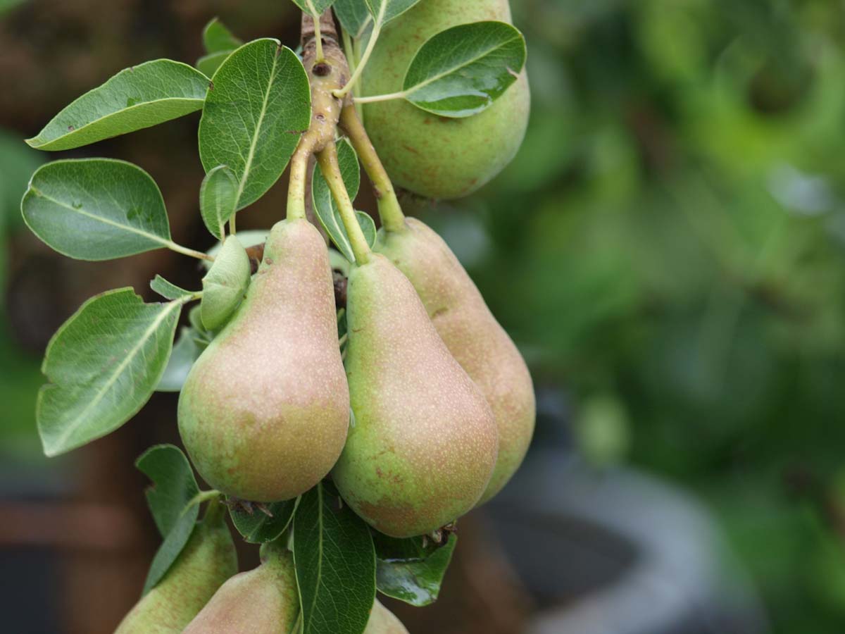 Pyrus communis 'Conference' op stam