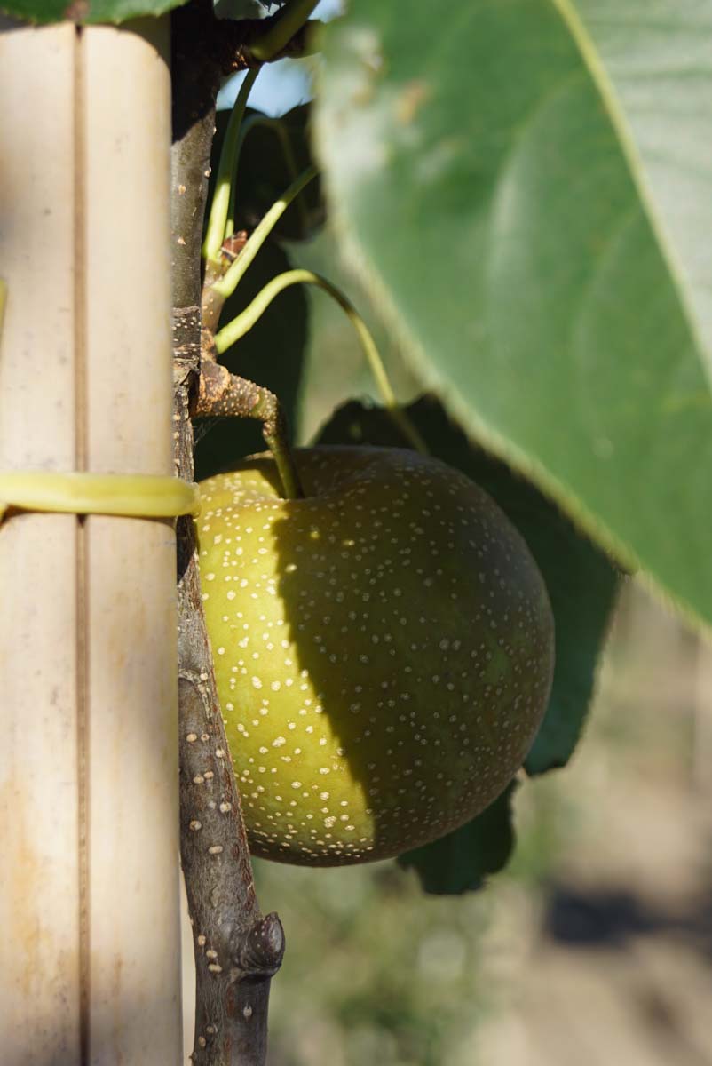 Pyrus pyrifolia 'Hayatama' op stam