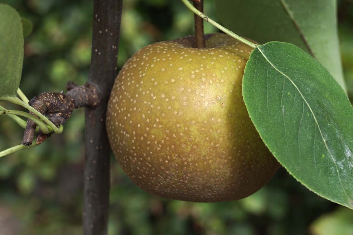 Pyrus pyrifolia 'Niitaka' meerstammig / struik