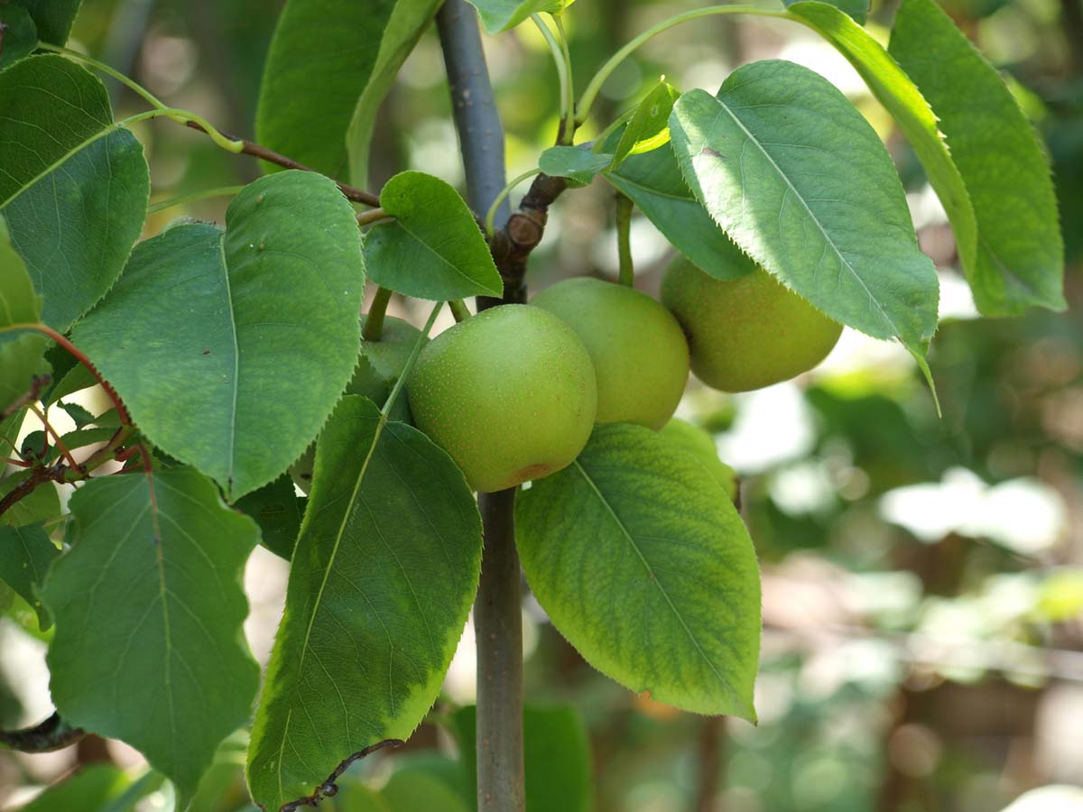 Pyrus pyrifolia 'Tama' meerstammig / struik