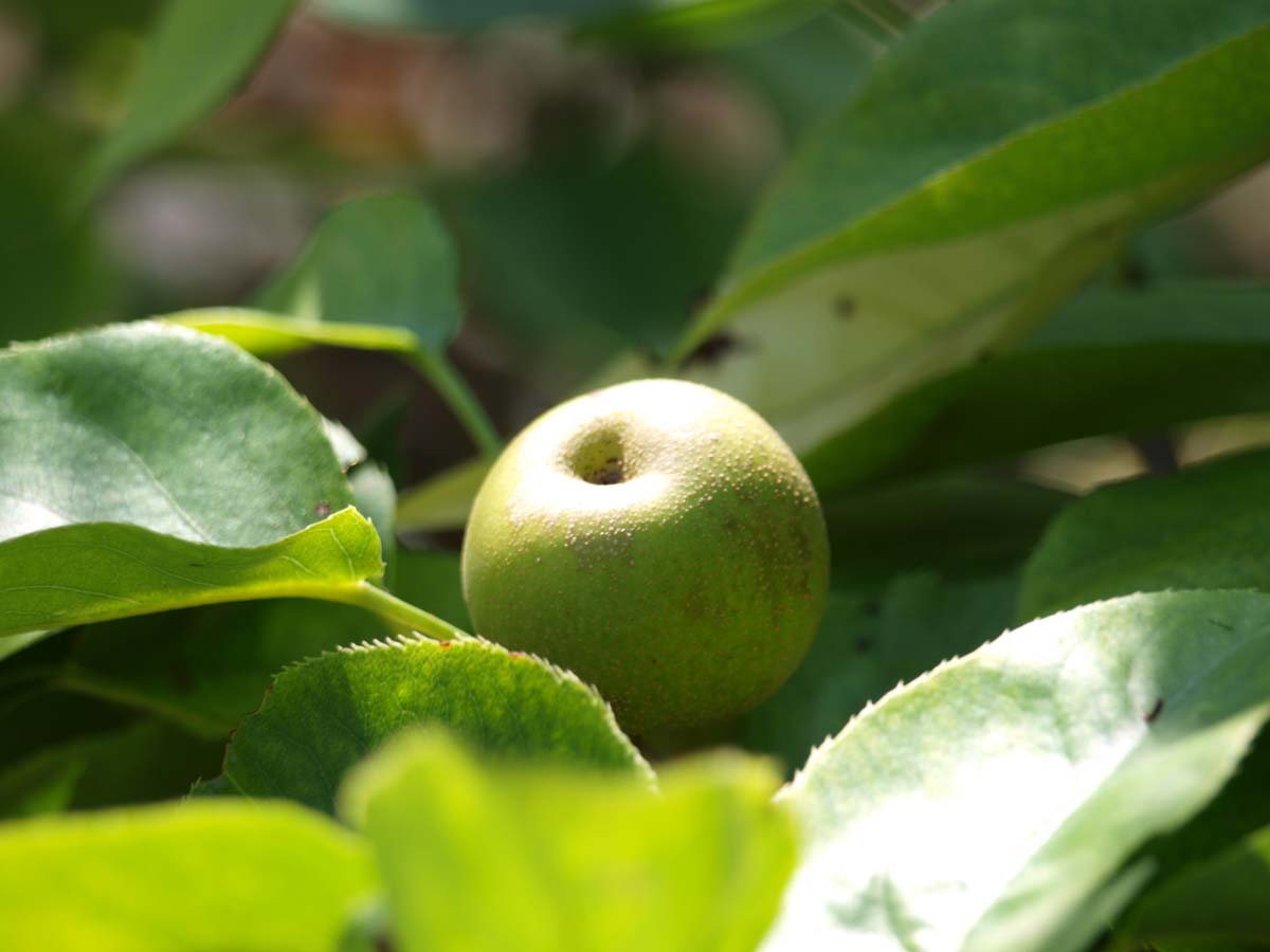 Pyrus pyrifolia 'Tama' meerstammig / struik