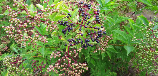 Sambucus nigra 'Haschberg' op stam