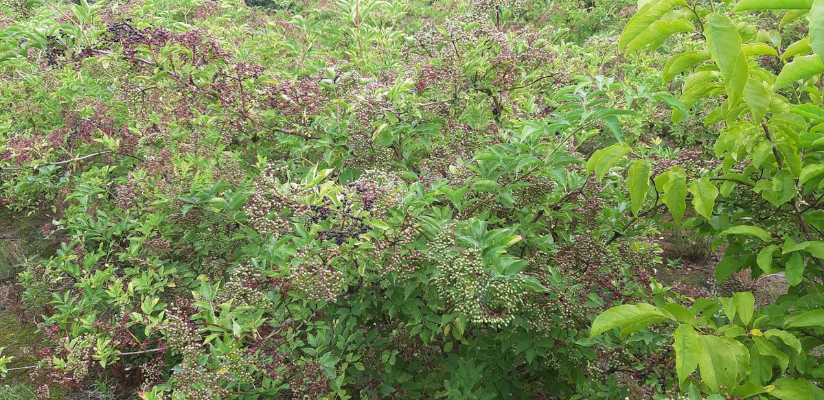 Sambucus nigra 'Haschberg' Tuinplanten