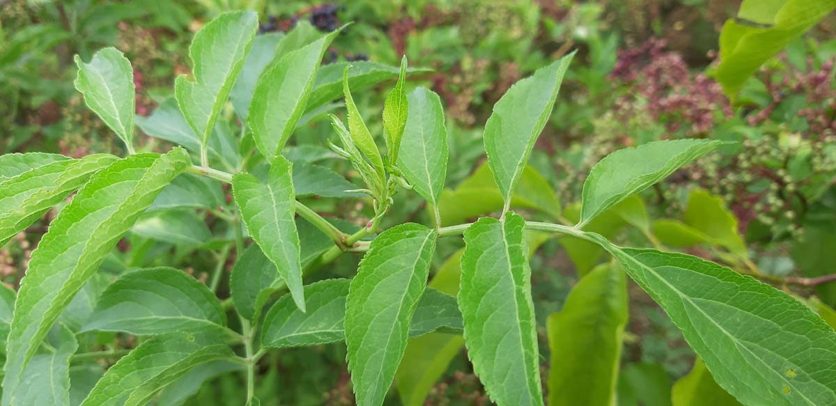 Sambucus nigra 'Haschberg' op stam