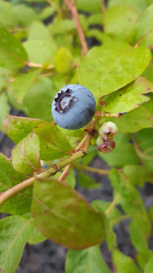 Vaccinium corymbosum 'Patriot'