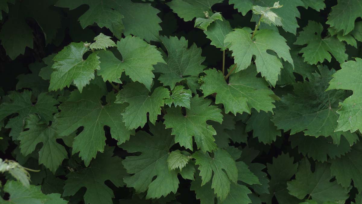 Vitis 'Himrod'