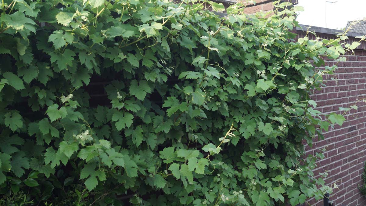 Vitis 'Himrod'