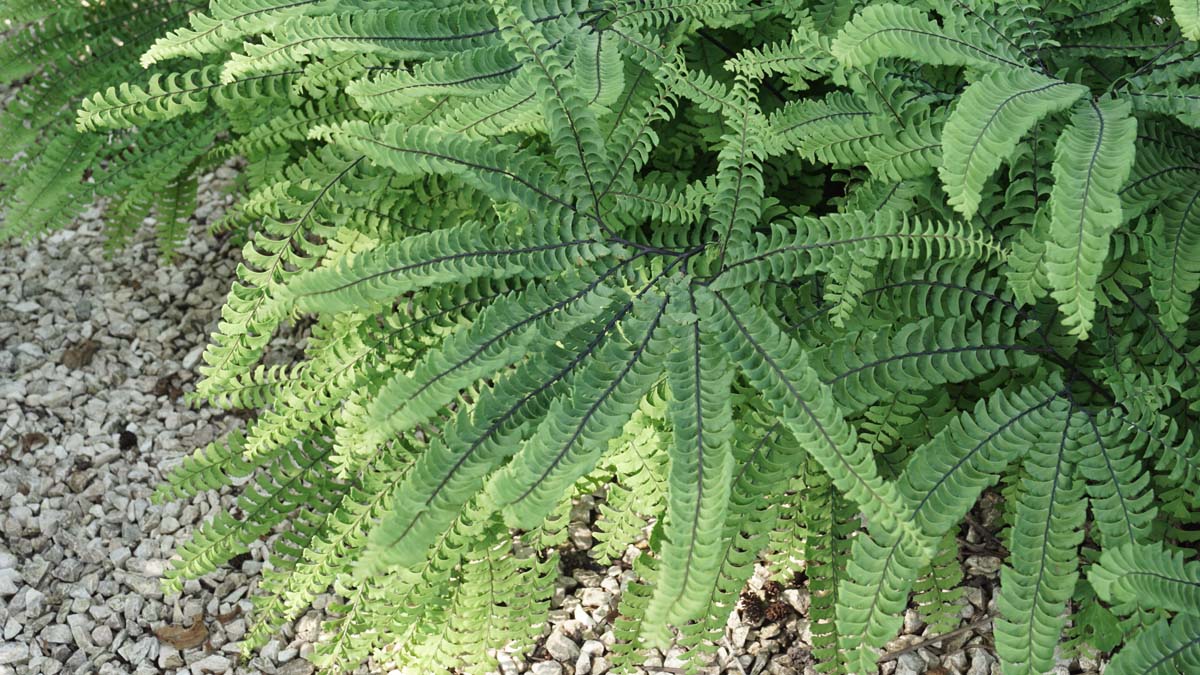 Adiantum pedatum