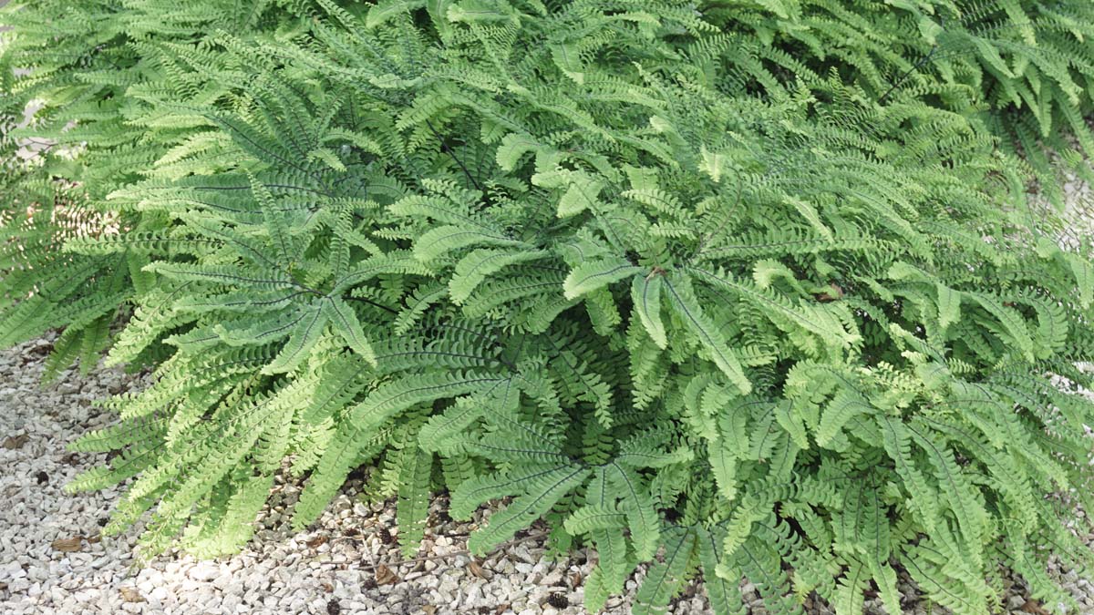Adiantum pedatum