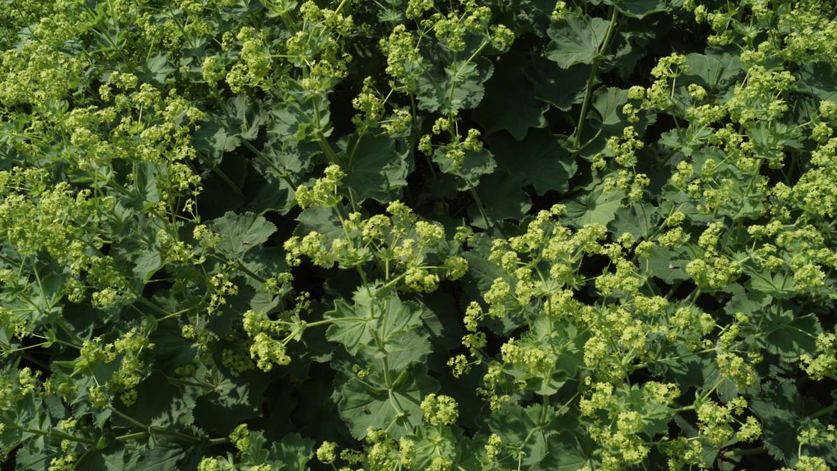 Alchemilla erythropoda bloesem