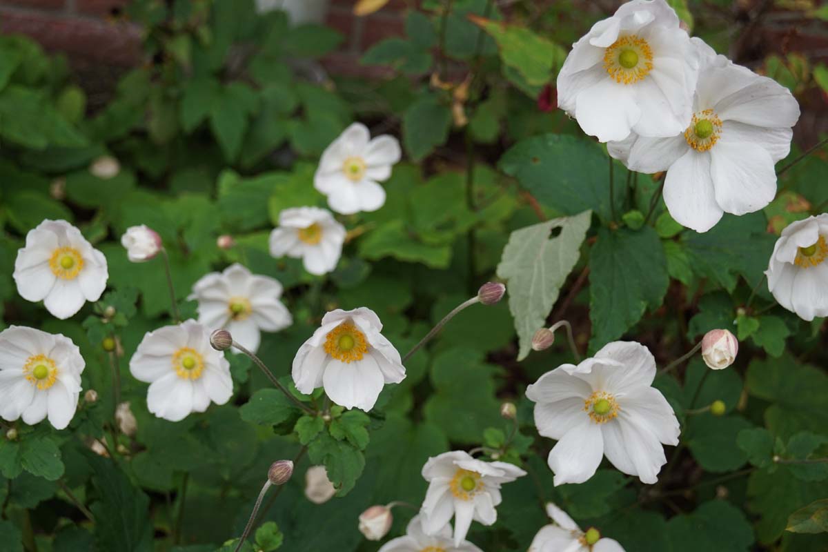 Anemone hybrida 'Honorine Jobert' bloesem