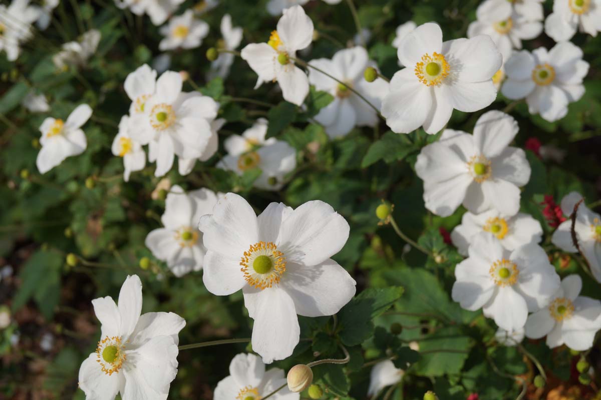 Anemone hybrida 'Honorine Jobert' bloem