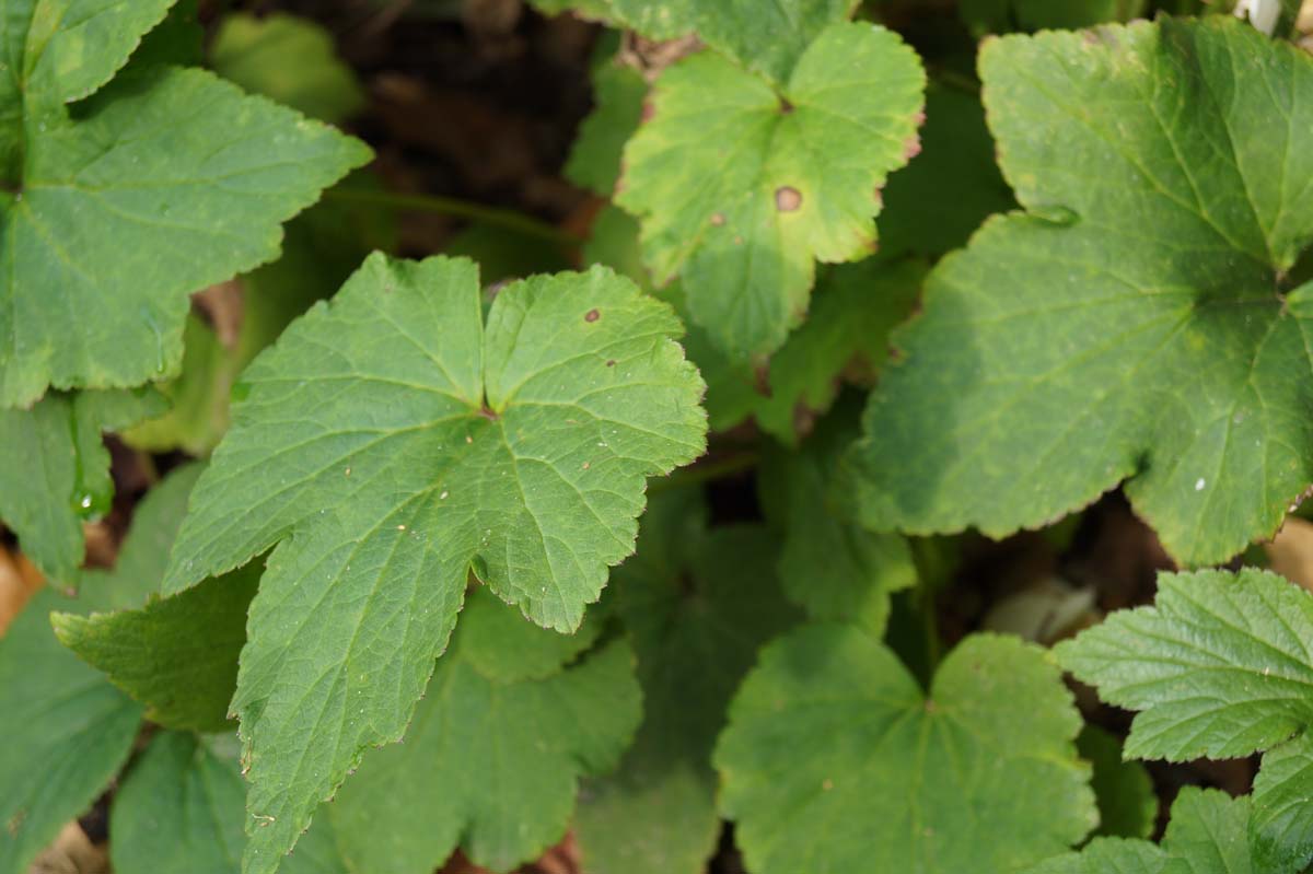 Anemone hybrida 'Honorine Jobert' blad