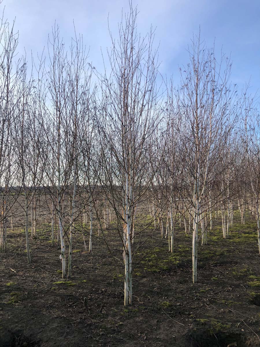 Betula utilis jacquemontii meerstammig / struik meerstammig