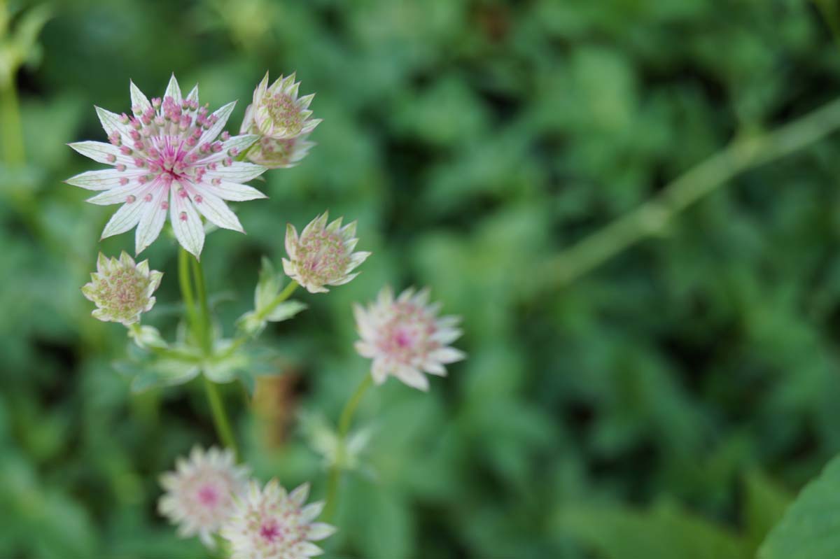 Astrantia major 'Rosea'