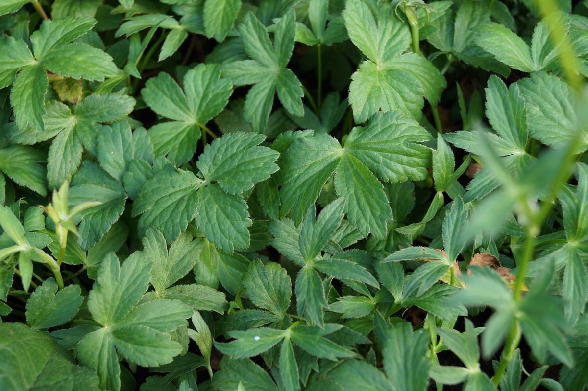 Astrantia major 'Rosea'