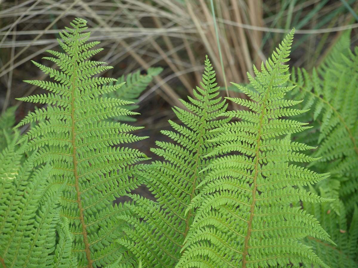 Athyrium filix-femina